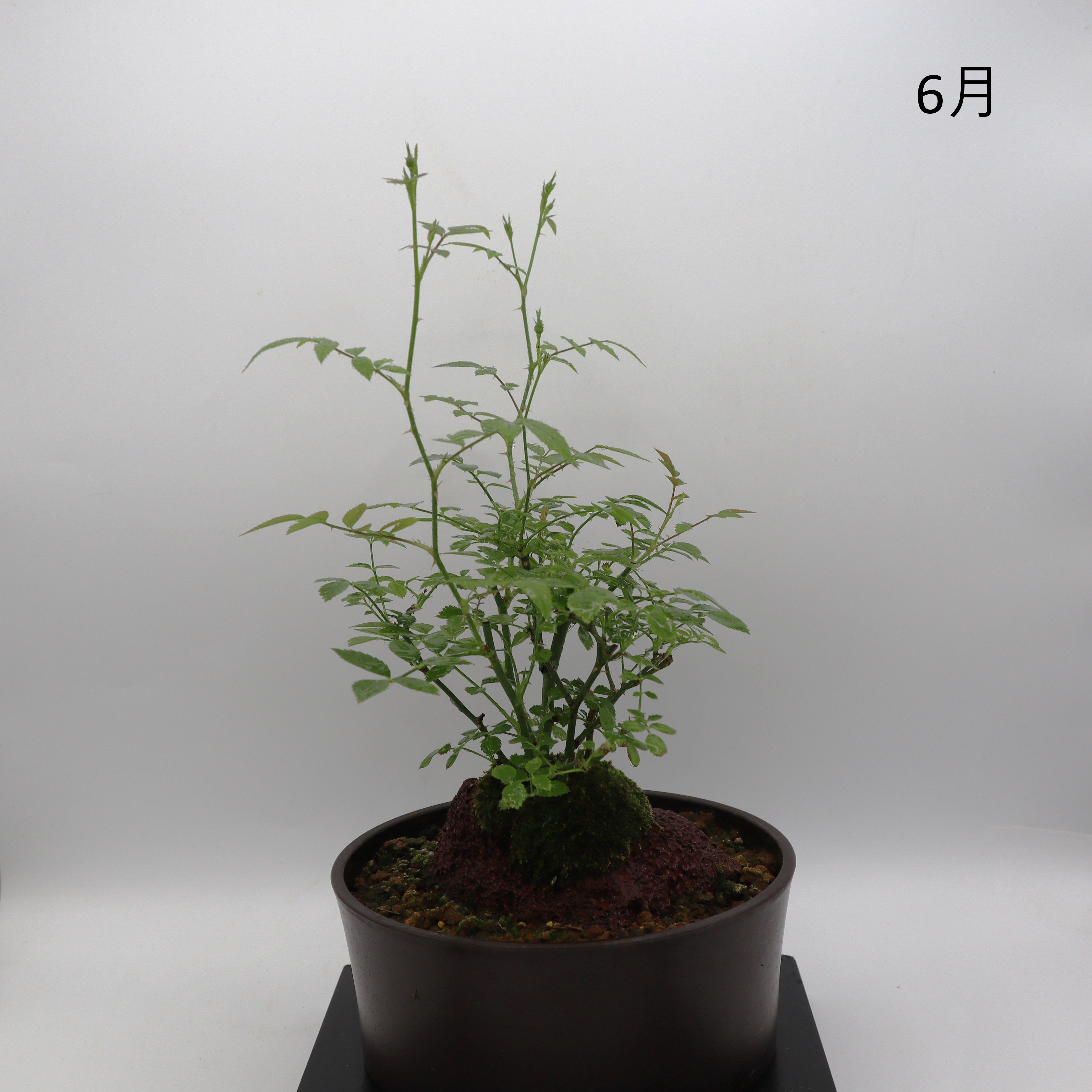 高尾台-浅鉢・溶岩(黒) – ミニばら盆栽学園