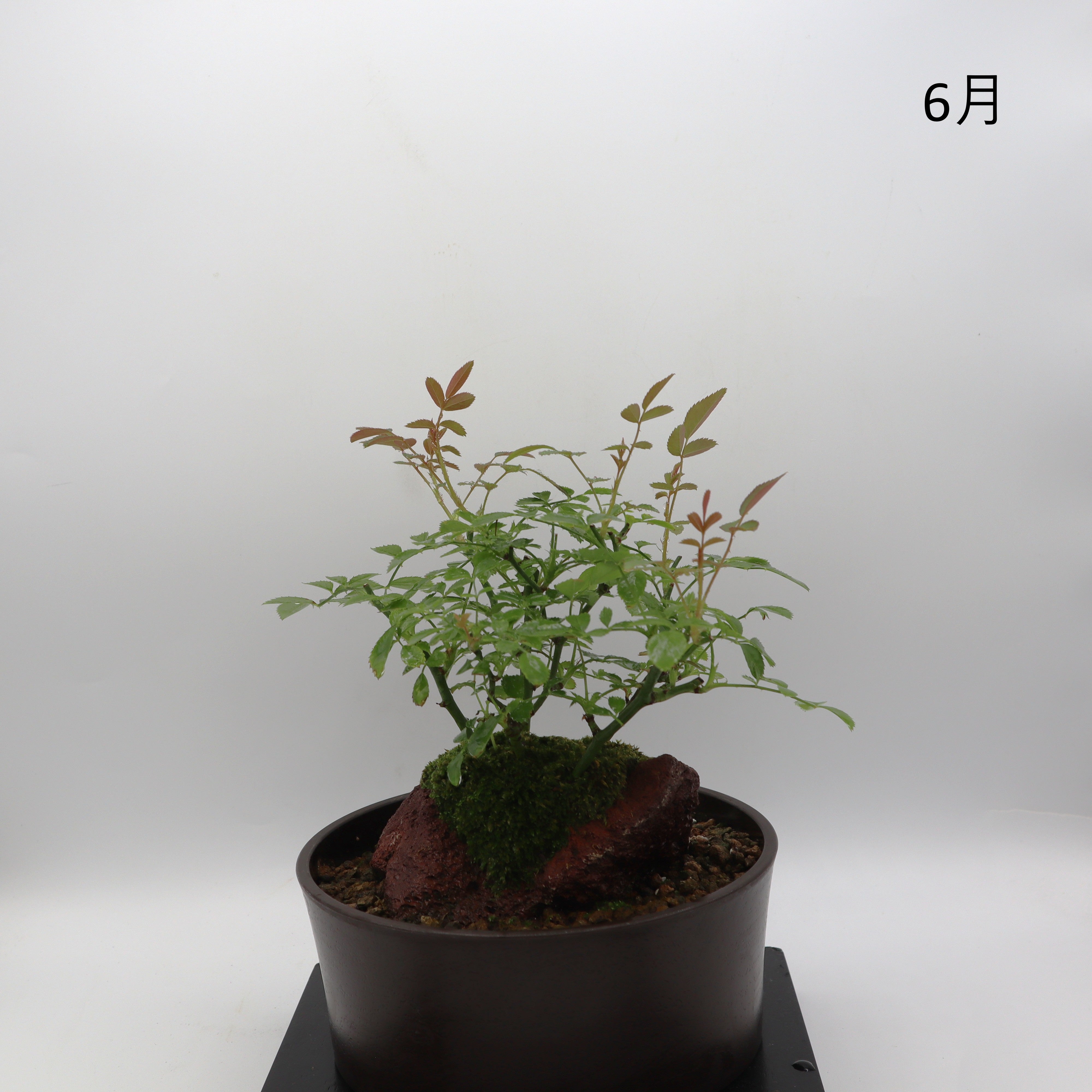 紅雀-浅鉢・溶岩(赤) – ミニばら盆栽学園