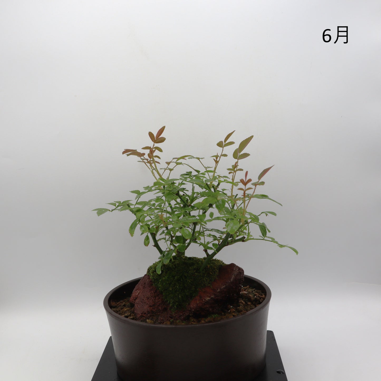 紅雀-浅鉢・溶岩(黒)