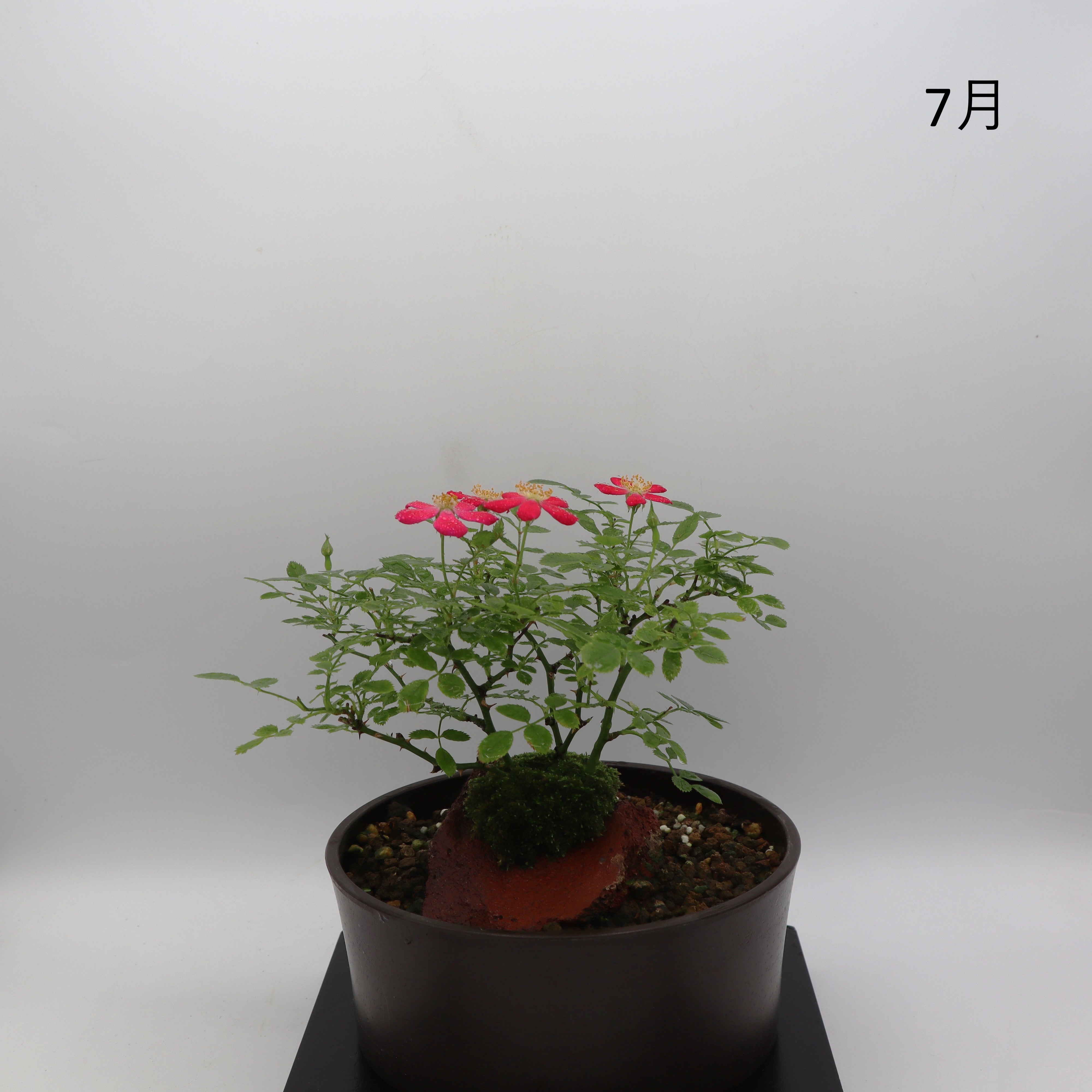 紅一重-浅鉢・溶岩(赤) – ミニばら盆栽学園