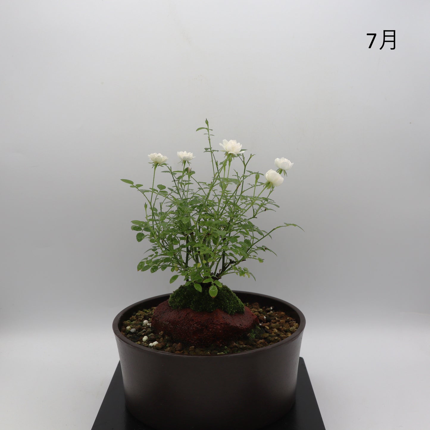 雪姫-浅鉢・溶岩(赤)