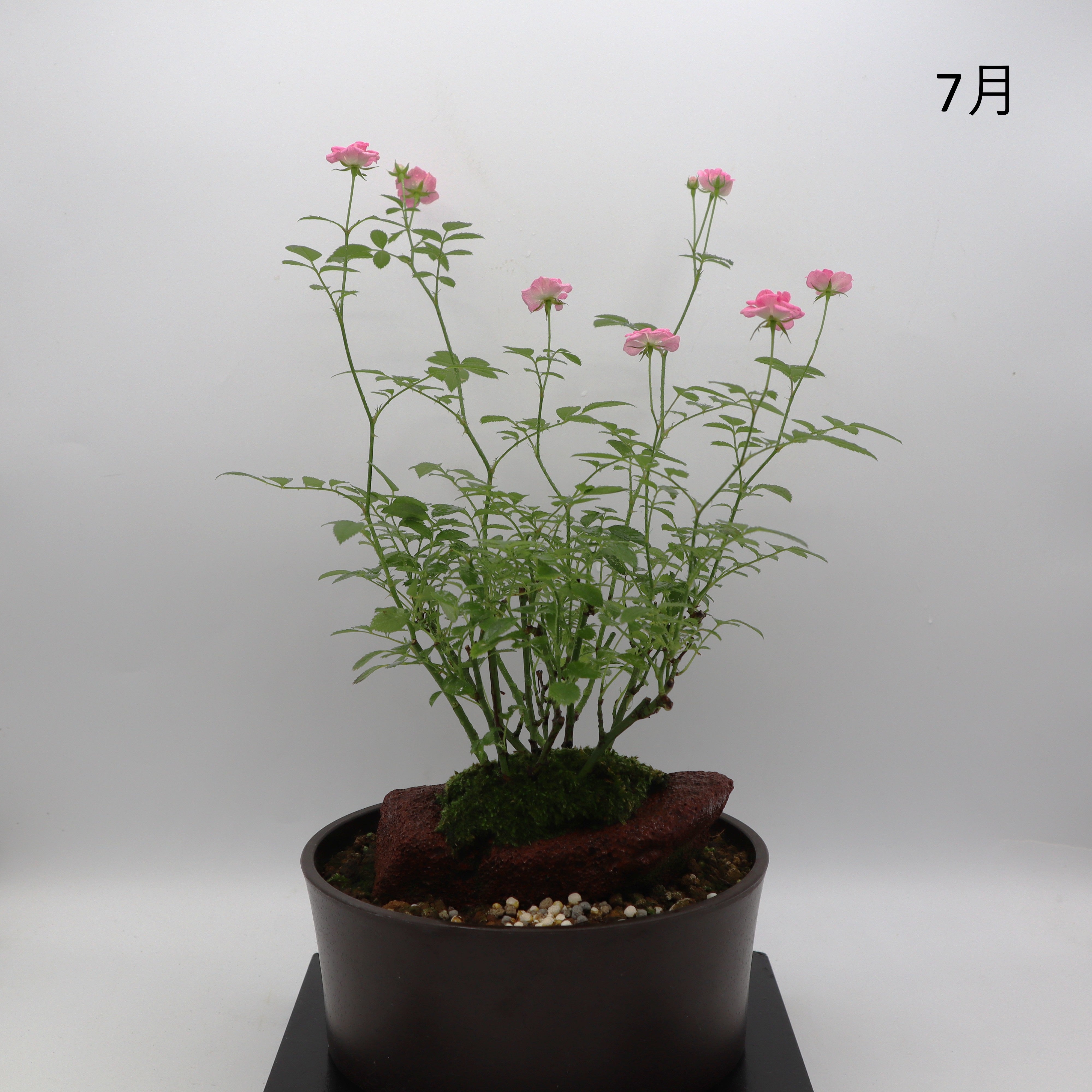 みさき-浅鉢・溶岩(赤) – ミニばら盆栽学園