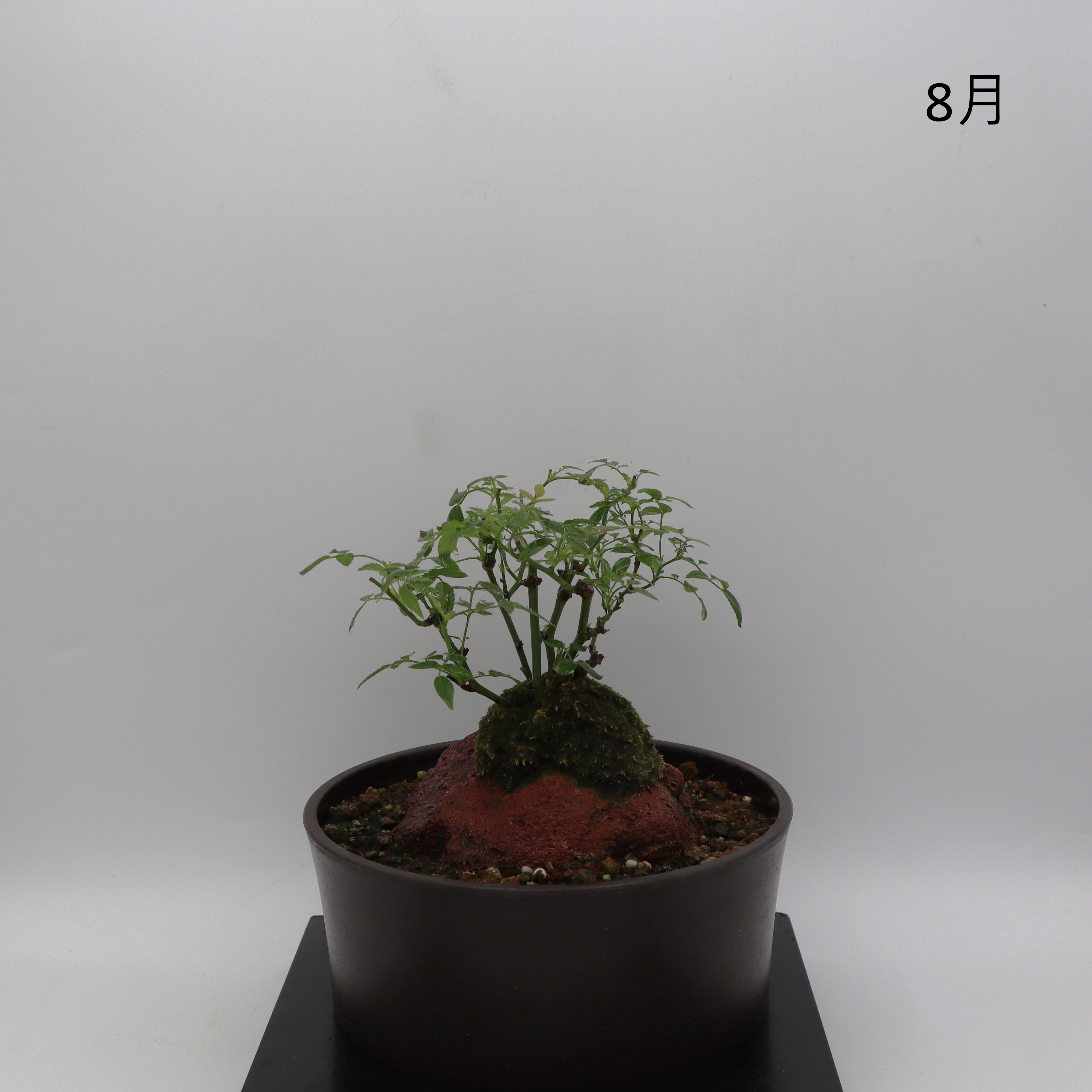 シンデレラ-浅鉢・溶岩(黒) – ミニばら盆栽学園