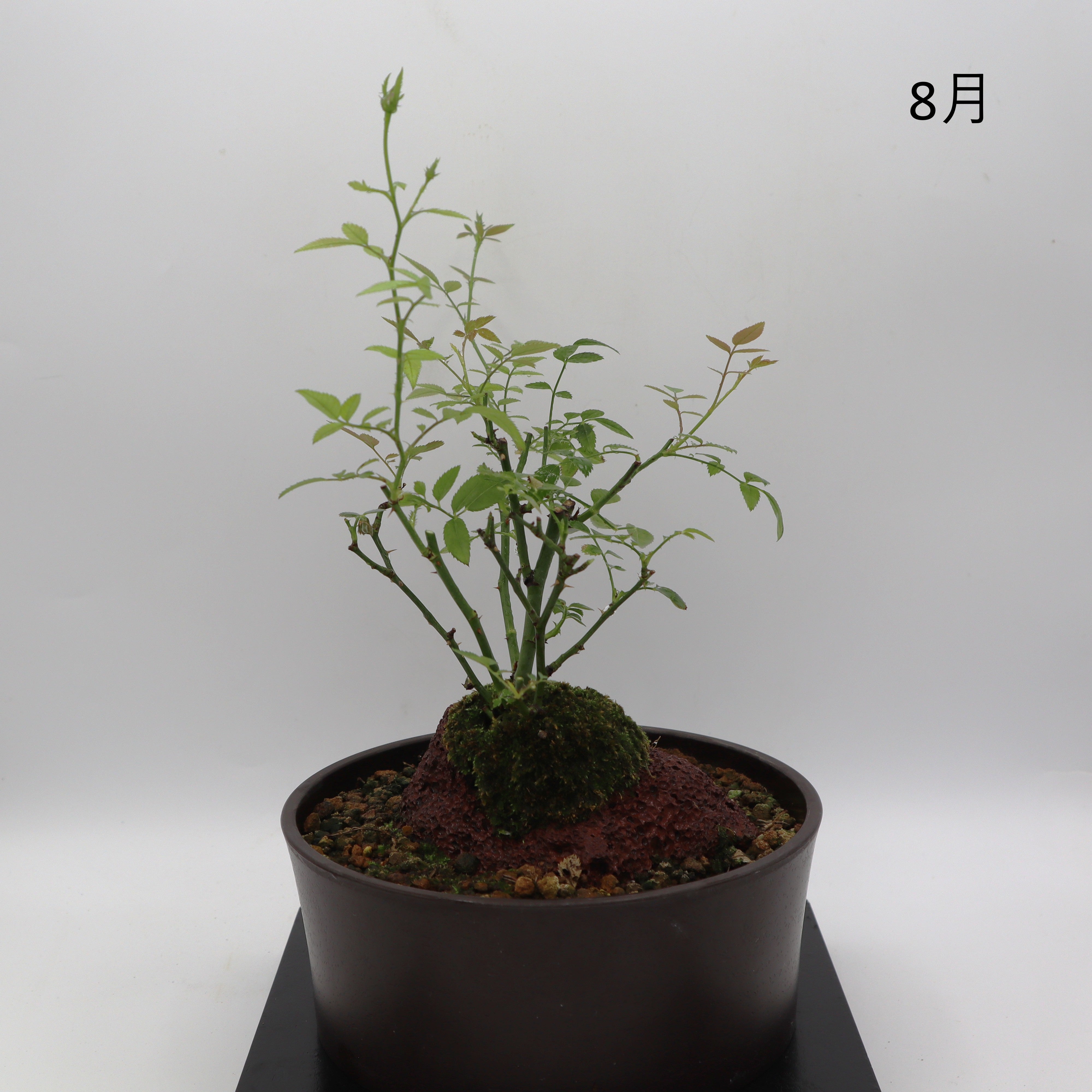 高尾台-浅鉢・溶岩(黒) – ミニばら盆栽学園