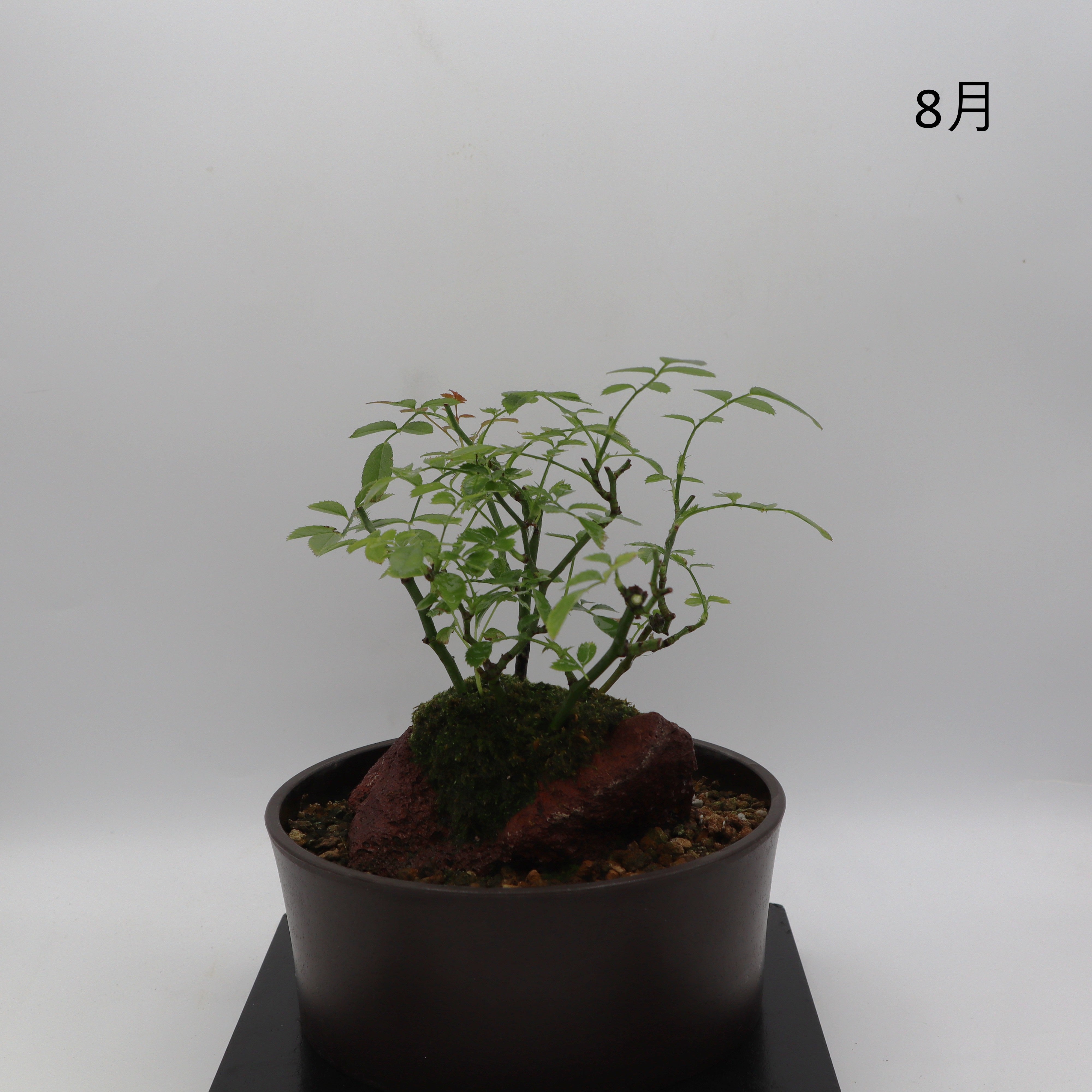 紅雀-浅鉢・溶岩(赤) – ミニばら盆栽学園
