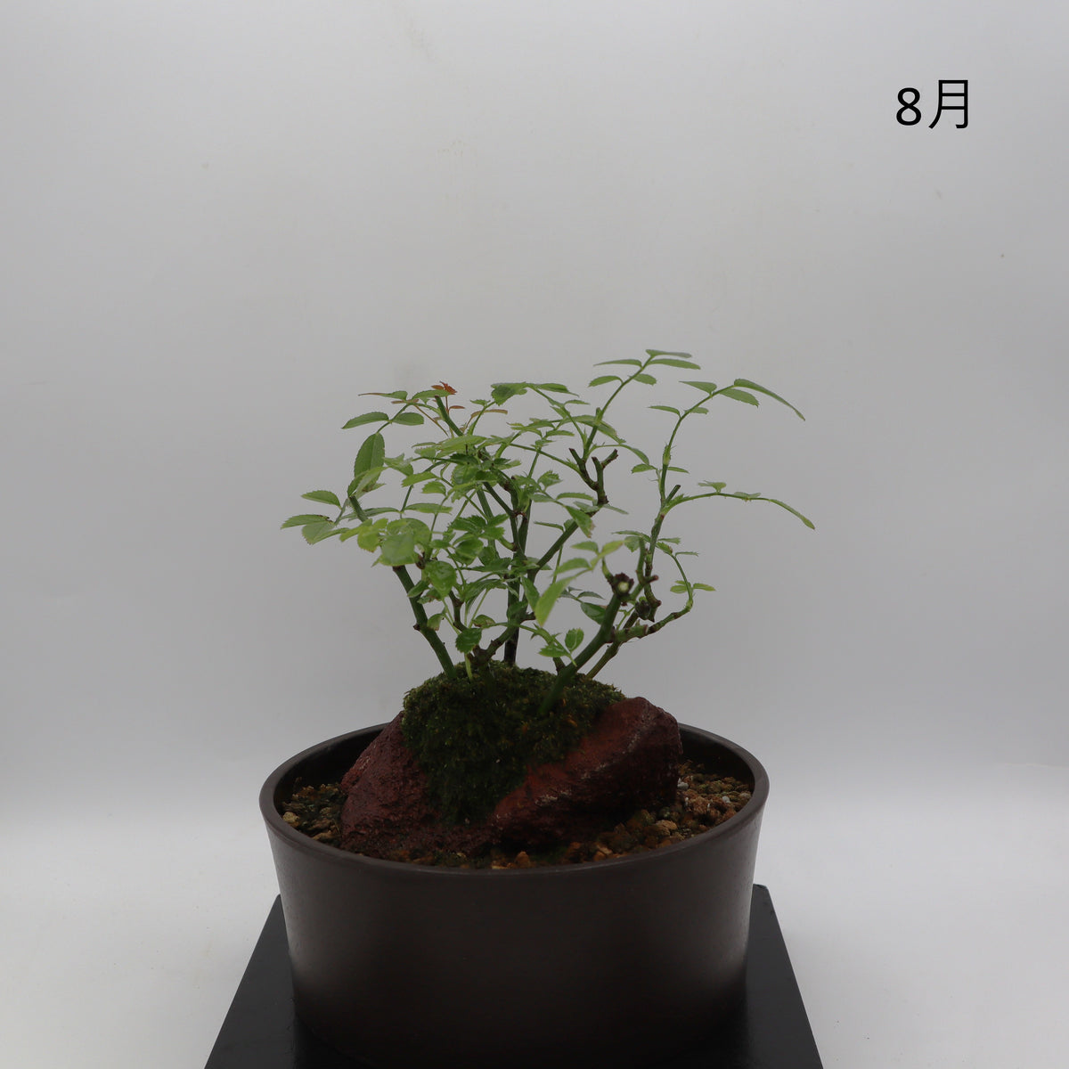 紅雀-浅鉢・溶岩(赤)