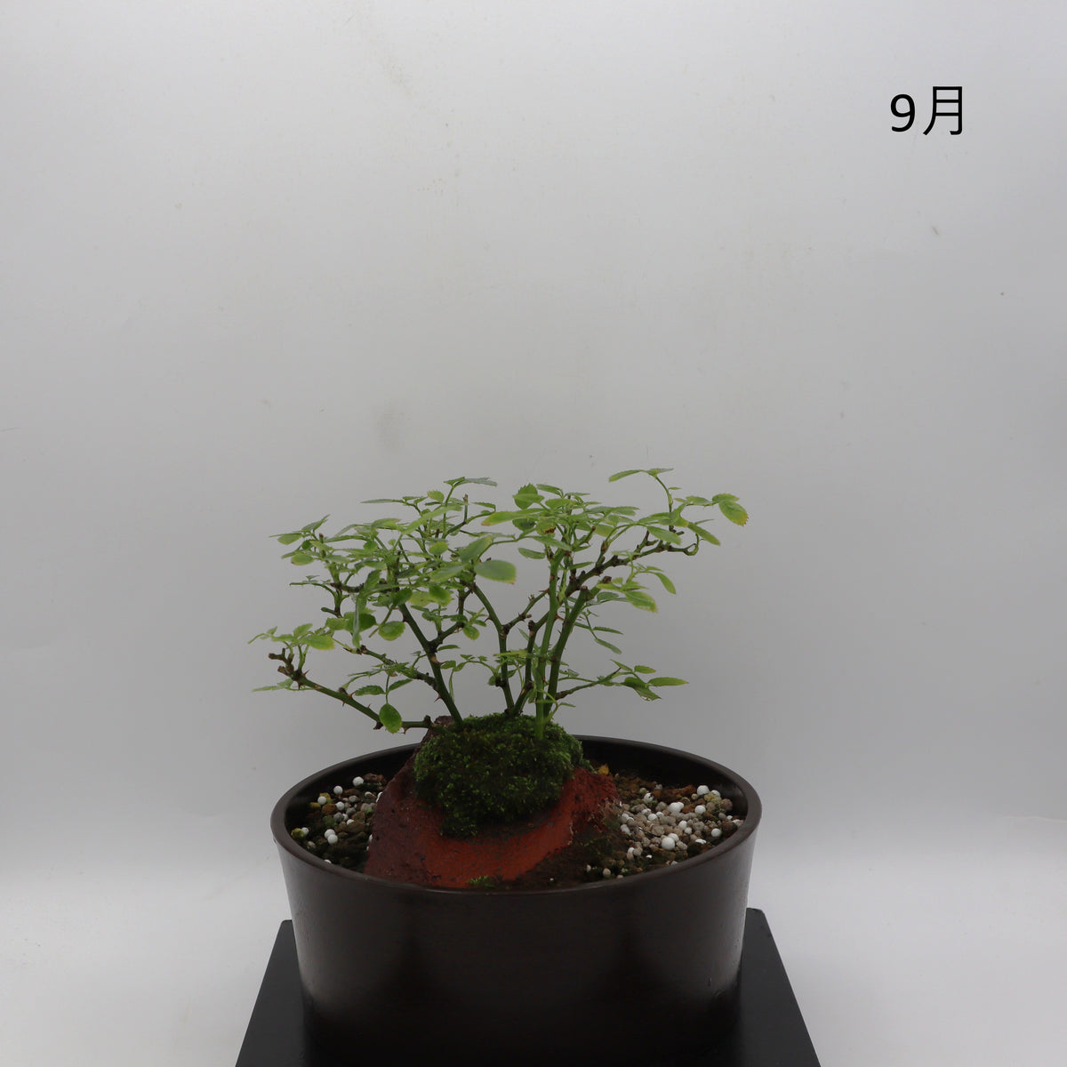 紅一重-浅鉢・溶岩(黒)