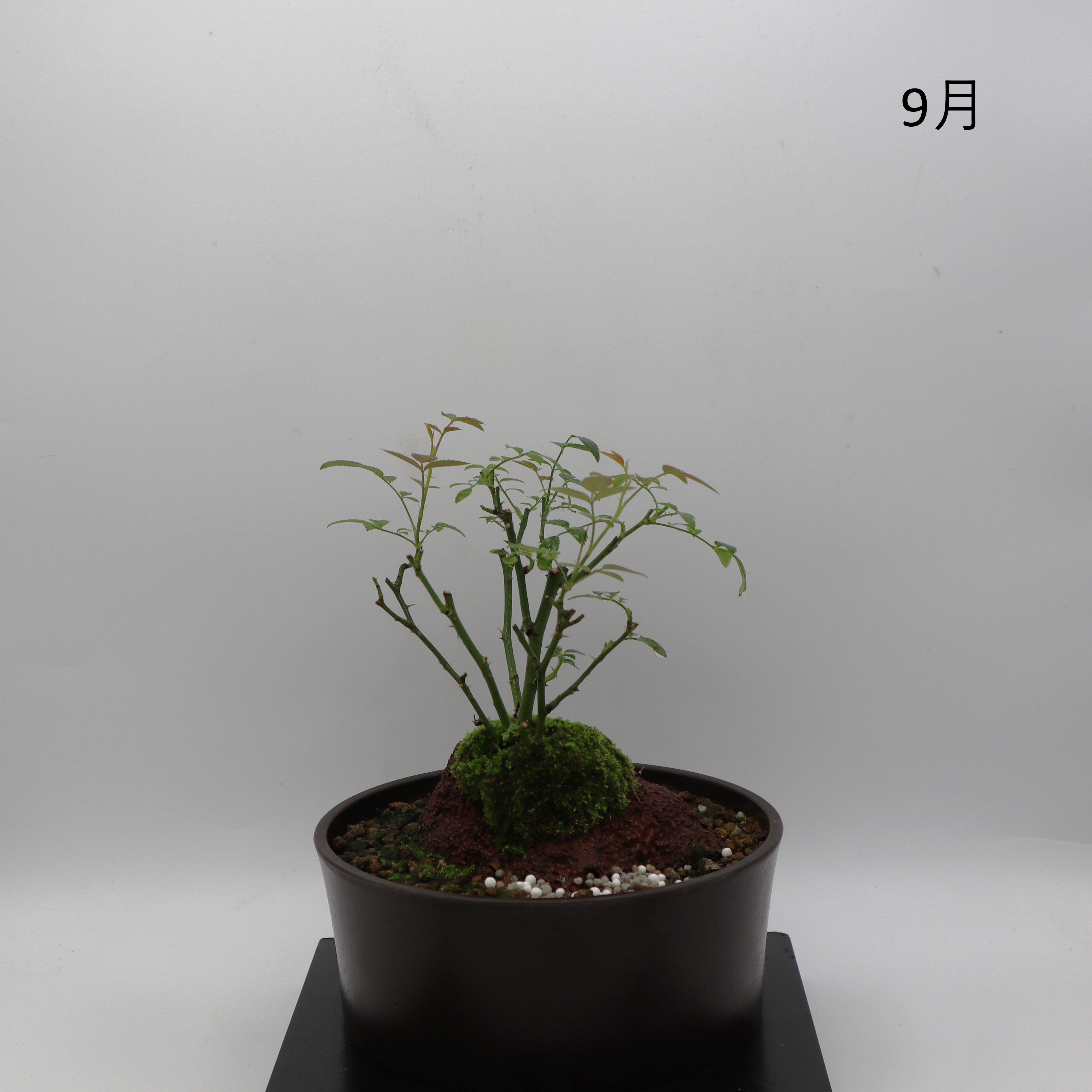 高尾台-浅鉢・溶岩(黒) – ミニばら盆栽学園