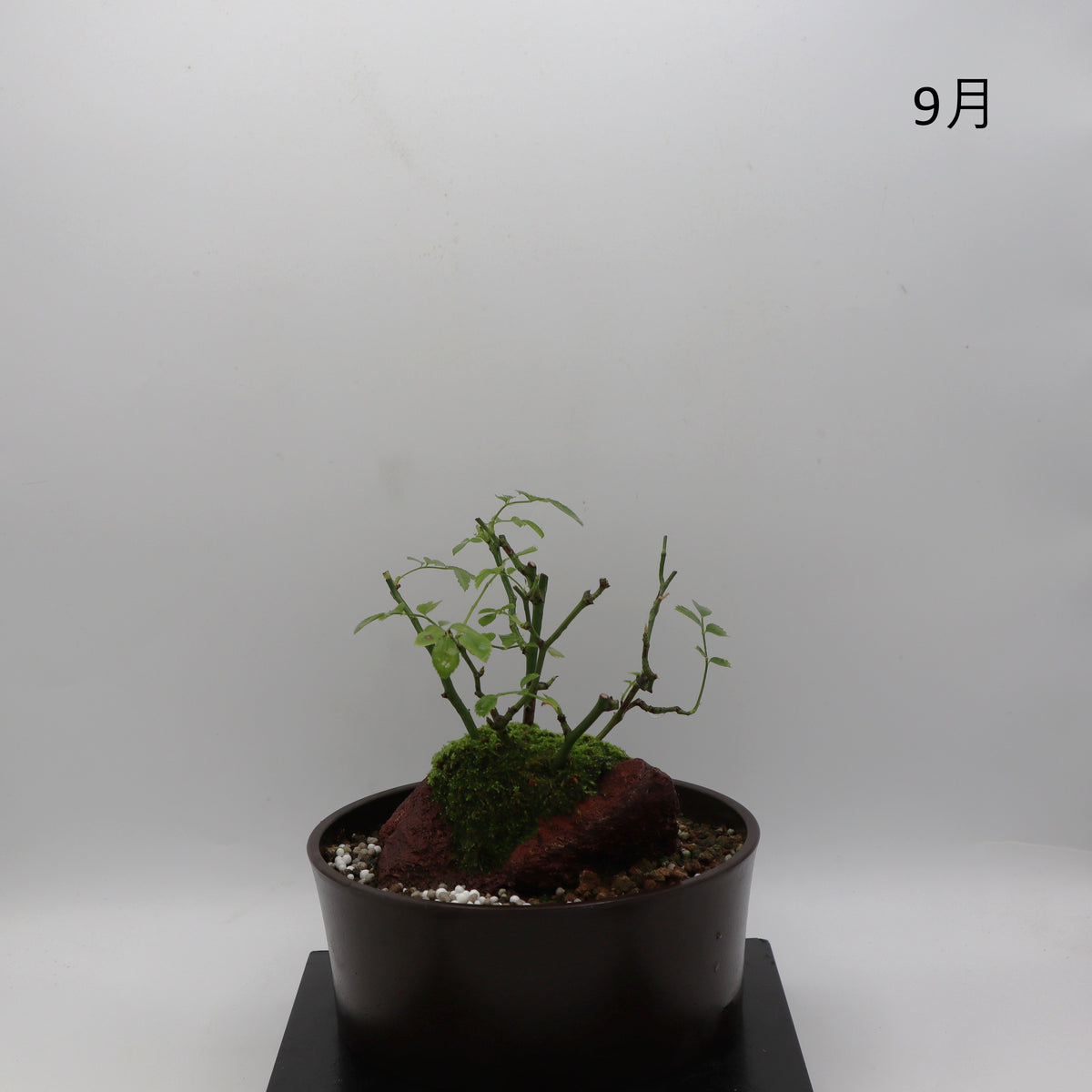 紅雀-浅鉢・溶岩(赤)