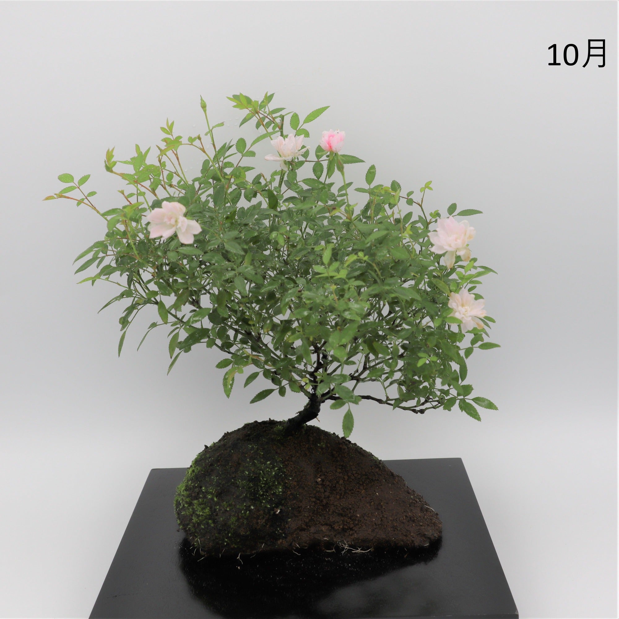 野バラ 小品盆栽 ミニ盆栽 - 植物/観葉植物